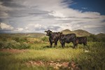 Cattle on Grass in AZ