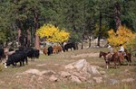 Arizona cattlemen with cattle