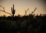 Arizona cowboys at dusk