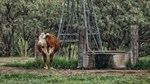 Cattle_windmill