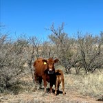 University of Arizona Nutrition Ranch Tour