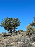 Deer on cattle ranch