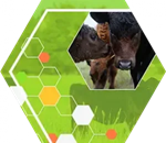 Unravel Genetics Lesson Plan